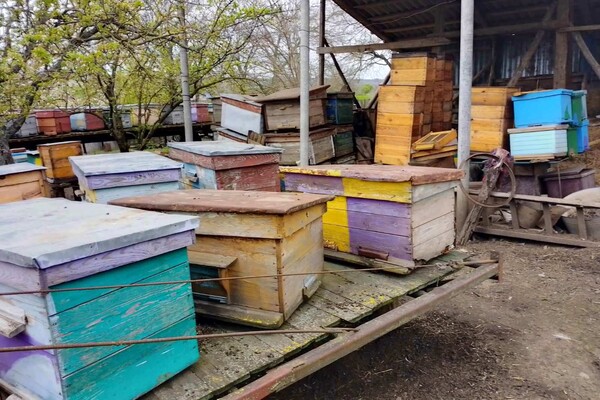 На Одещині масово гинуть бджоли фото 3
