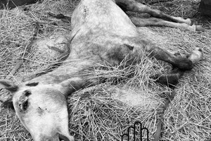 Под Одессой женщина уморила лошадь голодом фото 2
