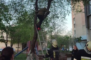 На Таїрова жінка залізла на дерево за котом і застрягла фото