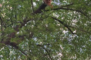 На Таирова женщина забралась на дерево за котом и застряла  фото 2