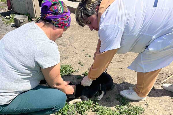 В селе Одесской области от бешенства прививают всех домашних животных фото 1