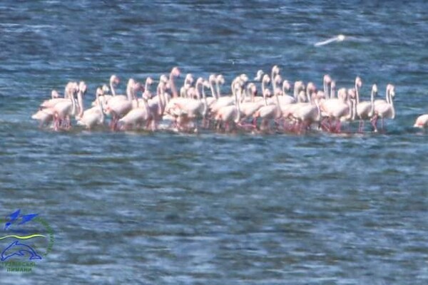 В Одесскую область прилетели 210 розовых фламинго фото 1