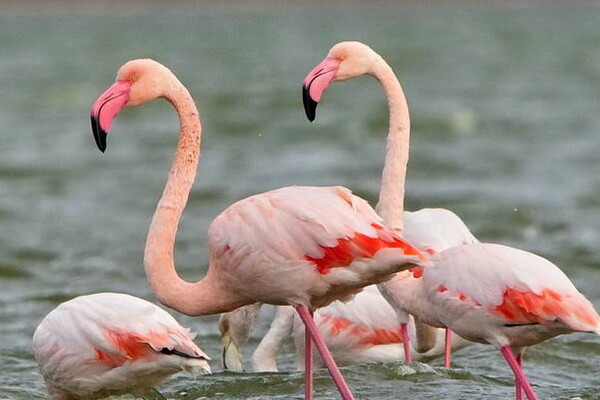 В Одесскую область прилетели 210 розовых фламинго фото 2