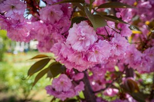 В Одеському ботсаду та парку Перемоги цвітуть сакури: як це гарно фото