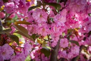 В Одесском ботсаду и парке Победы цветут сакуры: как это красиво фото 1