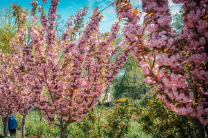 В Одесском ботсаду и парке Победы цветут сакуры: как это красиво фото 2