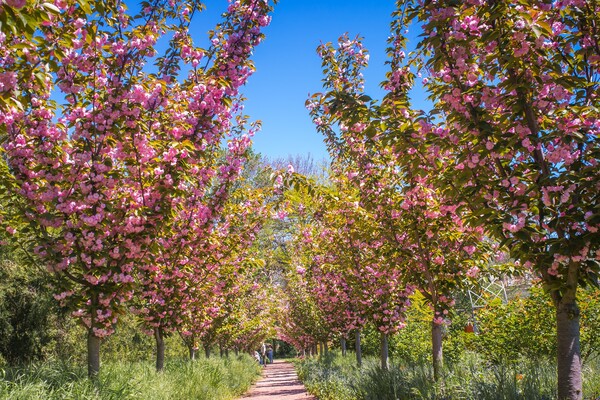 В Одеському ботсаду та парку Перемоги цвітуть сакури: як це гарно фото 3