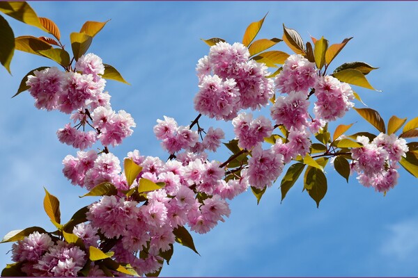 В Одесском ботсаду и парке Победы цветут сакуры: как это красиво фото 4