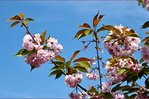 В Одесском ботсаду и парке Победы цветут сакуры: как это красиво фото 5