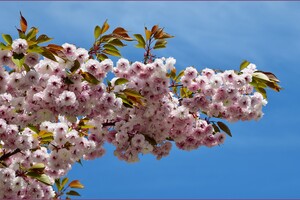 В Одесском ботсаду и парке Победы цветут сакуры: как это красиво фото 6