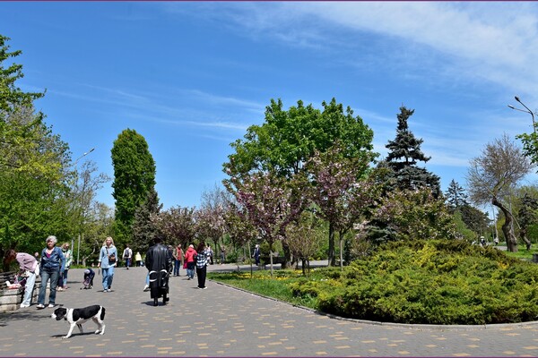 В Одесском ботсаду и парке Победы цветут сакуры: как это красиво фото 7