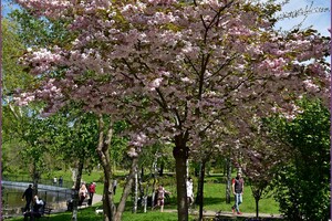 В Одесском ботсаду и парке Победы цветут сакуры: как это красиво фото 8
