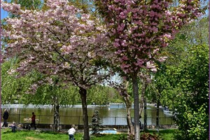 В Одеському ботсаду та парку Перемоги цвітуть сакури: як це гарно фото 9