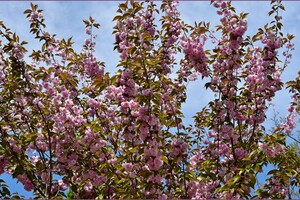 В Одесском ботсаду и парке Победы цветут сакуры: как это красиво фото 10