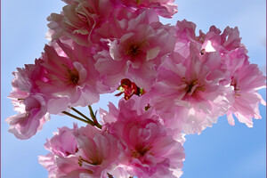 В Одесском ботсаду и парке Победы цветут сакуры: как это красиво фото 11
