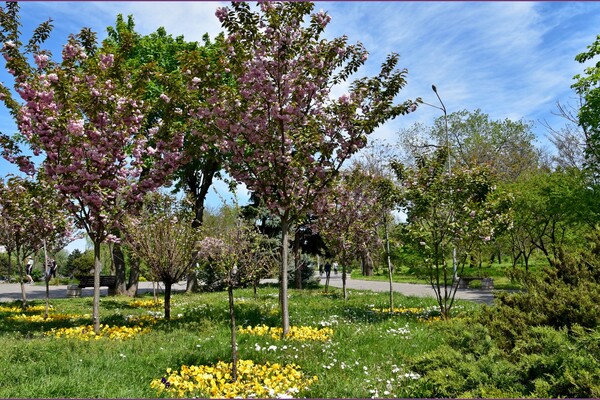 В Одесском ботсаду и парке Победы цветут сакуры: как это красиво фото 12