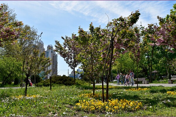 В Одесском ботсаду и парке Победы цветут сакуры: как это красиво фото 13