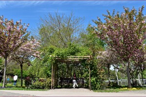 В Одеському ботсаду та парку Перемоги цвітуть сакури: як це гарно фото 14