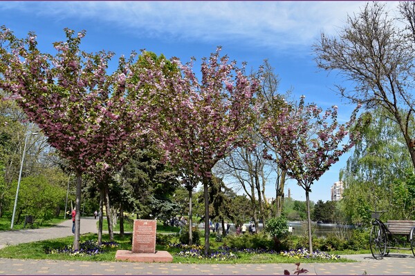 В Одеському ботсаду та парку Перемоги цвітуть сакури: як це гарно фото 15