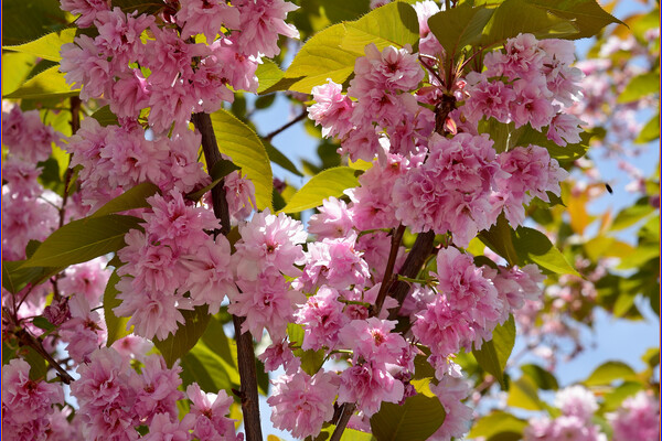В Одесском ботсаду и парке Победы цветут сакуры: как это красиво фото 16