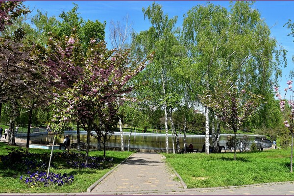 В Одесском ботсаду и парке Победы цветут сакуры: как это красиво фото 18