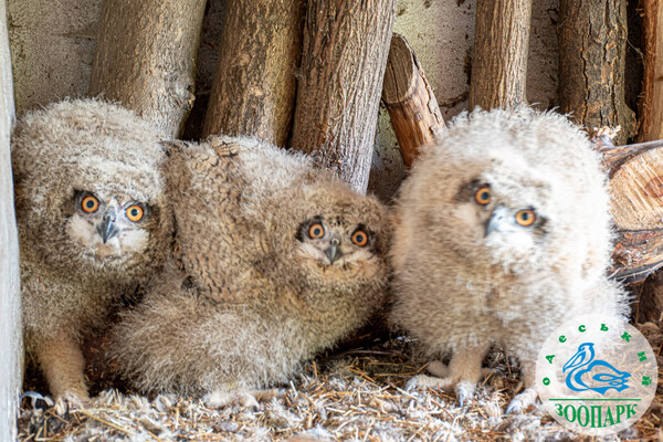 В Одесском зоопарке родились милые птенцы совы фото