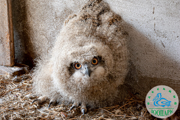 В Одеському зоопарку народилися милі пташенята сови фото 1