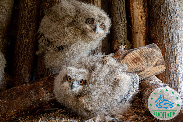 В Одеському зоопарку народилися милі пташенята сови фото 2