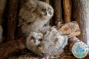 В Одеському зоопарку народилися милі пташенята сови фото 2