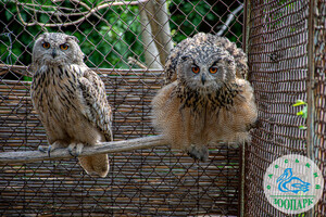В Одеському зоопарку народилися милі пташенята сови фото 3