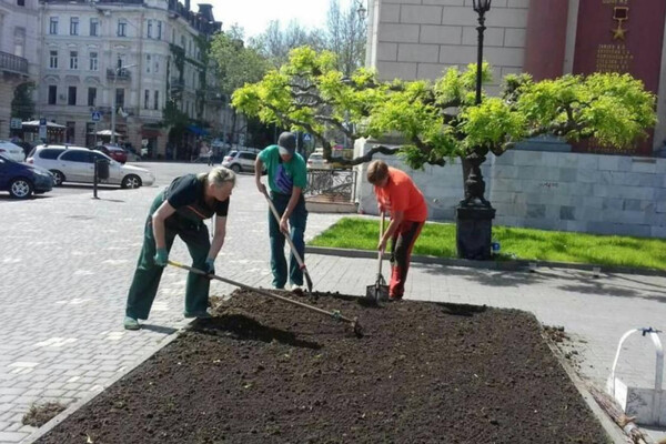 Возле Оперного в Одессе высадили экзотическое растение  фото 1