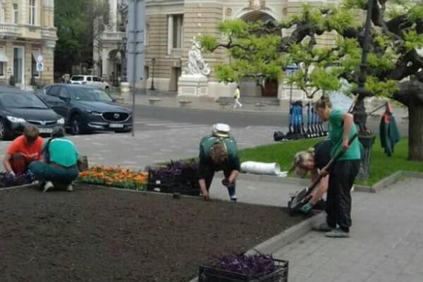 Возле Оперного в Одессе высадили экзотическое растение  фото 2