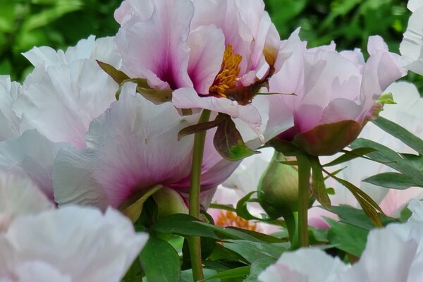Цвітіння в Одеському ботсаду: дивись, як це красиво фото 3