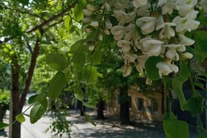 Невероятная красота и запах: в Одессе цветут акации  фото
