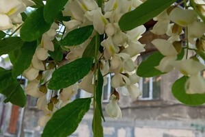 Невероятная красота и запах: в Одессе цветут акации  фото 2