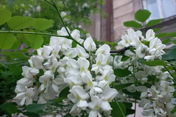 Неймовірна краса та запах: в Одесі цвітуть акації фото 3