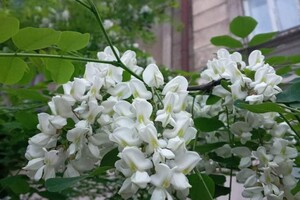 Неймовірна краса та запах: в Одесі цвітуть акації фото 3