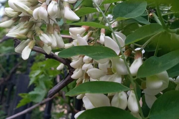 Неймовірна краса та запах: в Одесі цвітуть акації фото 5
