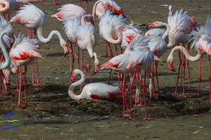 В Одесской области впервые стали гнездиться розовые фламинго фото 3