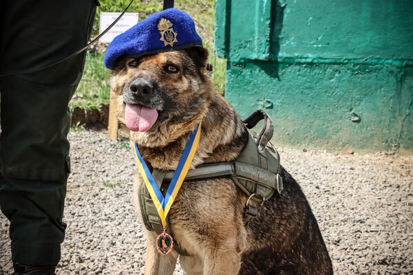 На Одещині нагородили службового собаку Кіру фото 3