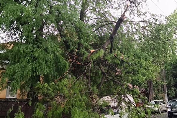 Из-за непогоды в Одессе упали пять деревьев: одна из них чуть не задела автомобилиста на дороге фото