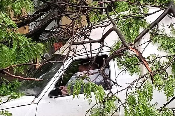 Из-за непогоды в Одессе упали пять деревьев: одна из них чуть не задела автомобилиста на дороге фото 2