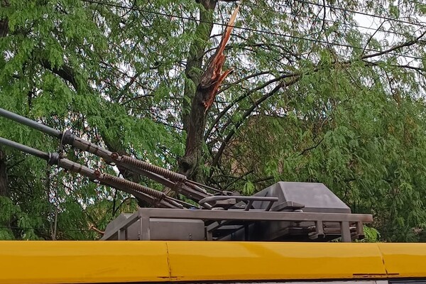 Из-за непогоды в Одессе упали пять деревьев: одна из них чуть не задела автомобилиста на дороге фото 4