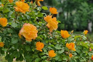 В Одеському ботсаду розпускається алея троянд (фото) фото 2