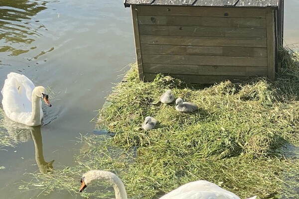 В парке Победы у пары лебедей появились птенцы фото 1