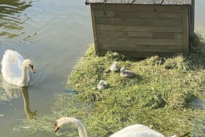 У парку Перемоги у пари лебедів з'явилися пташенята фото 1
