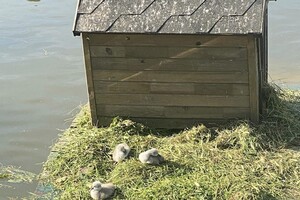 У парку Перемоги у пари лебедів з'явилися пташенята фото 2