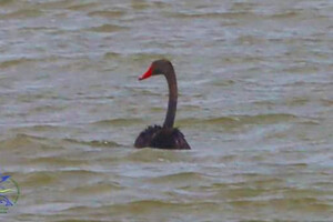 В Одесскую область прилетел &quot;Черный лебедь&quot; фото 3