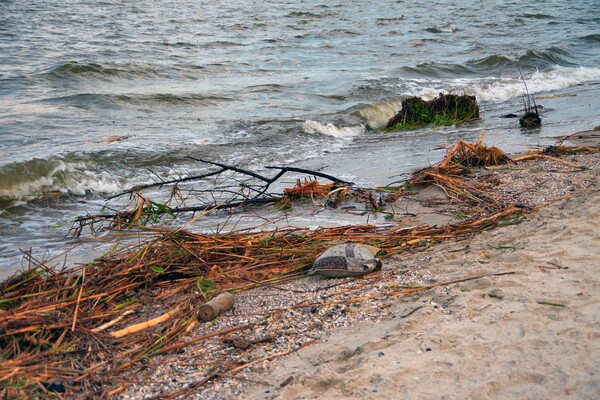 Як берег річки зі сміттям: як виглядає узбережжя Одеси зараз фото 21