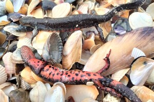 На берегу Одесской области выбросило десятки тысяч земноводных: среди них одно из Красной книги фото